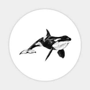 Killer Whale Image Magnet